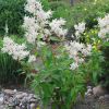 Persicaria Polymorpha